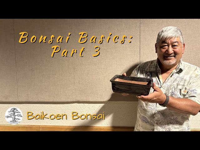 Bonsai Basics Part#3 with Lindsay Shiba - Bonsai Techniques - Baikoen Bonsai Club