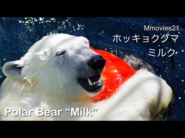 パワフルに遊ぶホッキョクグマ「ミルク」~Polar Bear is playing cheerfully