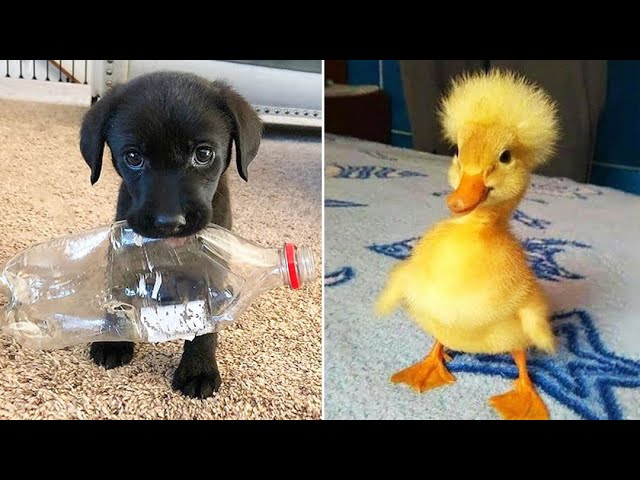 Funniest Animals 2024 😂 Best Funny Cats and Dogs 😻🐶 Part 31 | Cute Baby Dogs