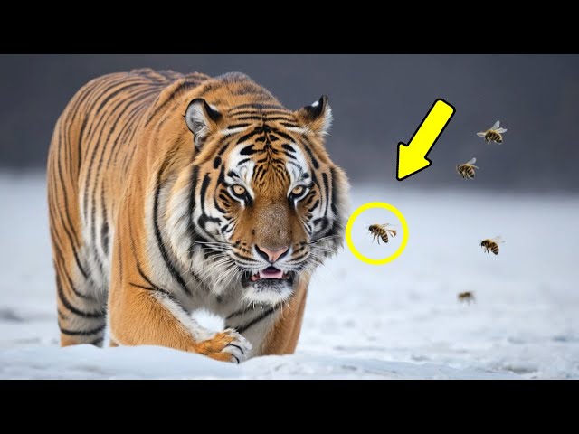 wildlife rescue miracle: tiger buried in bees & barnacles saved by brave heroes