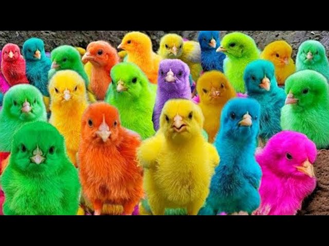 World Cute Chickens, Colorful Chickens, Rainbows Chickens, Cute Ducks, Cat,Cute Animals🐤🐣🦆🐟 Rabbits