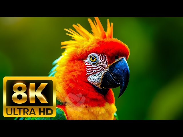 🌈 BREATHTAKING COLORS OF NATURE 🐦 Beautiful Nature | Sleep Relax Music UHD TV Screensaver