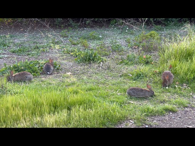 Easter Sunday Fluffle of Bunnies