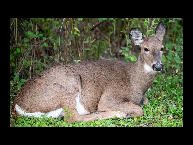 Les cerfs de Hollow Glen