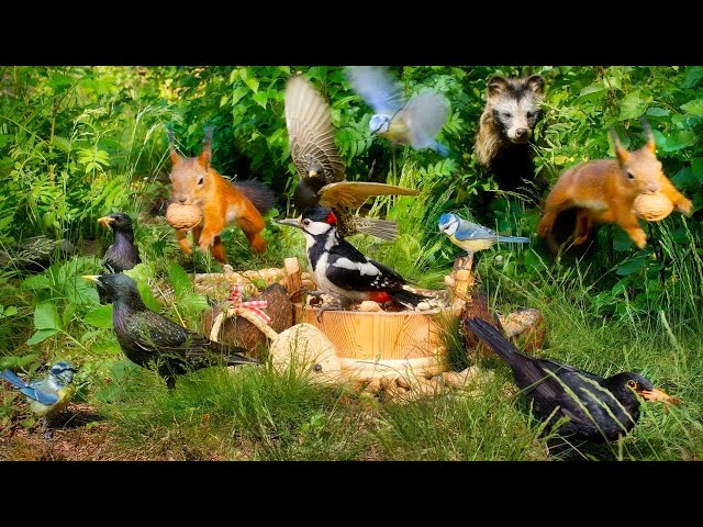 12 hours Nature Fun for Cats & Dogs & Humans Alike with Funny Birds, Squirrels and a Tanuki visit