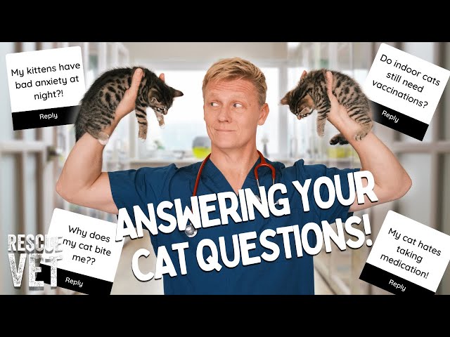 Answering all your cat questions! Anxious cats, allergies & biting..  | Ask the Vet with Dr Scott