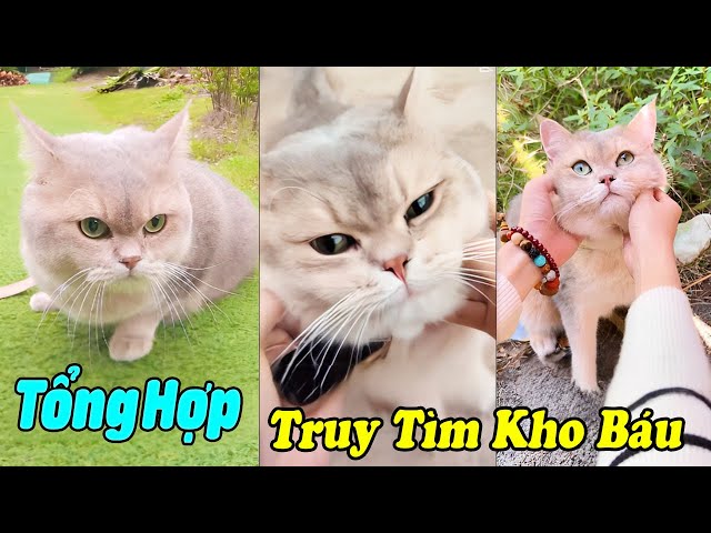 Tổng Hợp Truy Tìm Kho Báu Của MiMi P3 #shorts #tiktokvideo #thúcưng #vậtnuôi #chómèohàihước #pets