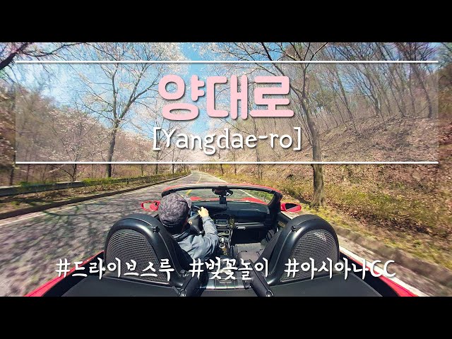 드라이브스루 벚꽃 놀이, 양대로 [Yangdae-ro] (360º 영상)