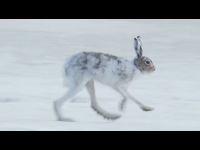 Snow Hare running video-4k Nature (Ultra HD) | Nature's Sweet Tales.