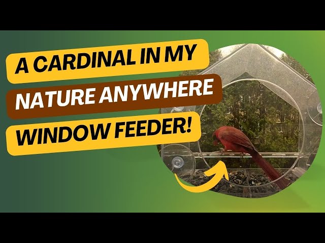 Cardinal at my Nature Anywhere window feeder!