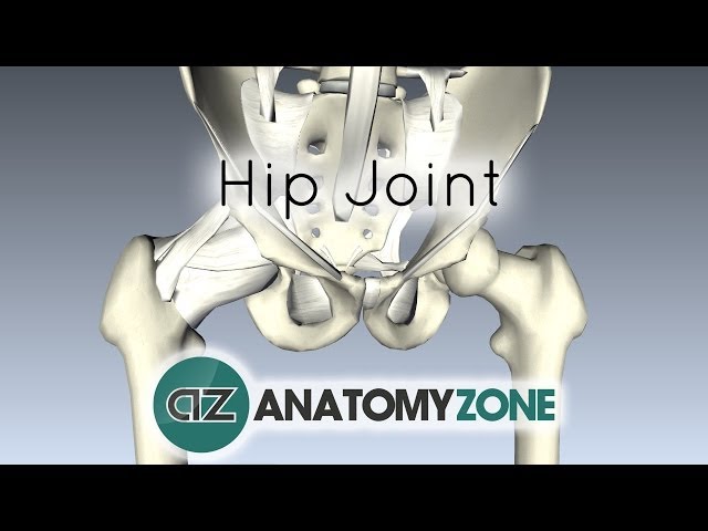 Hip Joint - 3D Anatomy Tutorial