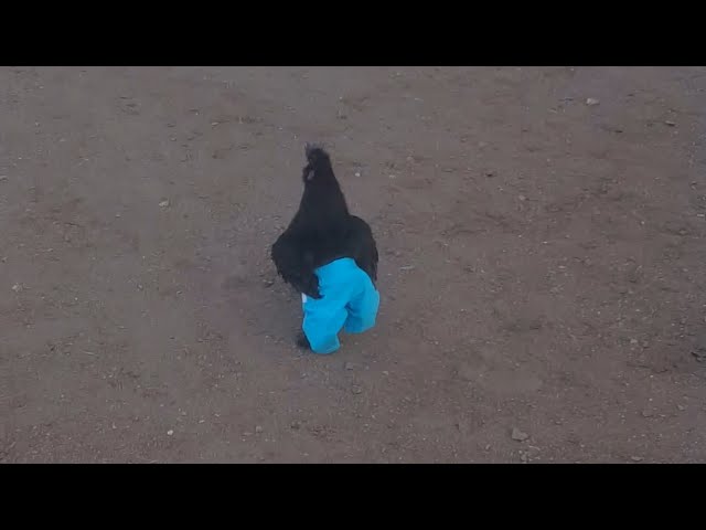 Chicken Runs Around Wearing Blue Pants