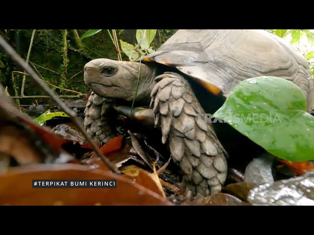 TERPIKAT BUMI KERINCI | JEJAK PETUALANG (01/10/24) Part 2