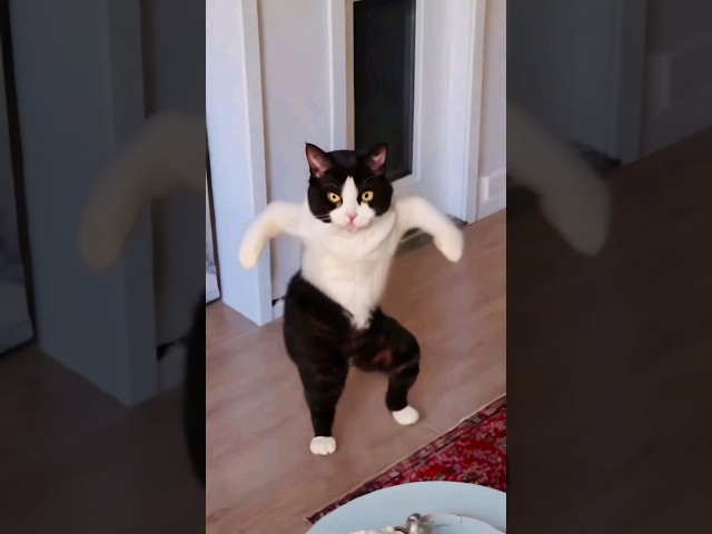 Wow, cute cat is screaming 😹