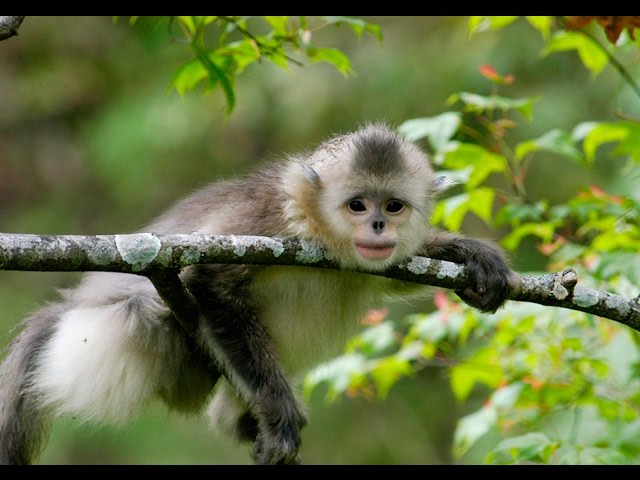 Yunnan Golden Monkeys, Spirits of Snow Mountain (360° Video)