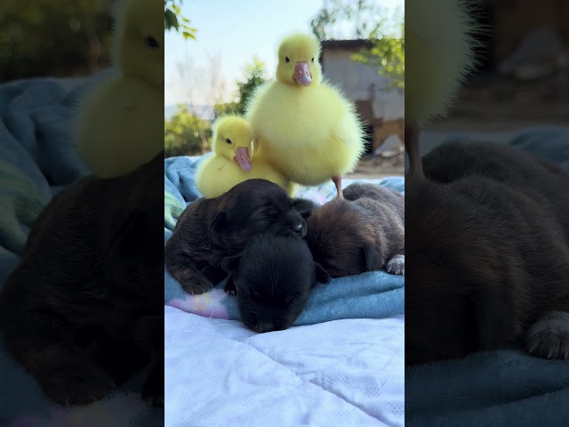 Super cute animal video: A dog 🐶 and a duck 🦆 are best friends! 🐶🐕❤❤❤