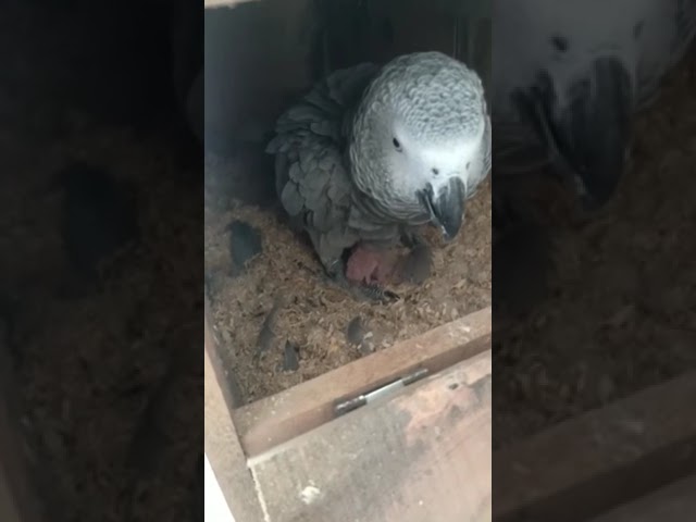 Grey parrot with chicks