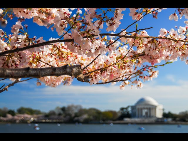 Cherry Blossom in VR