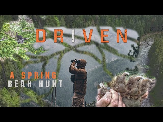 Spring Bear Hunting in 4K- Driven, A DIY spot and stalk bear hunt.