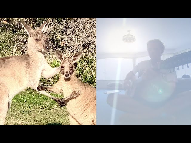 Friendly Little Kangaroo wants a hug | 12 String Guitar Instrumental | 360 VR 4K