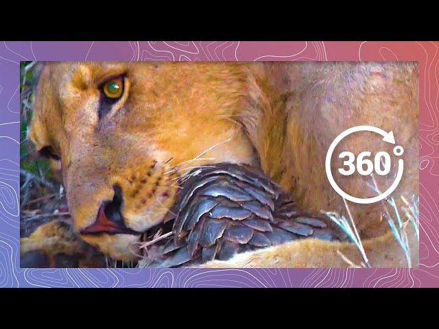 Lion Struggles To Eat Pangolin | Wildlife In 360 VR