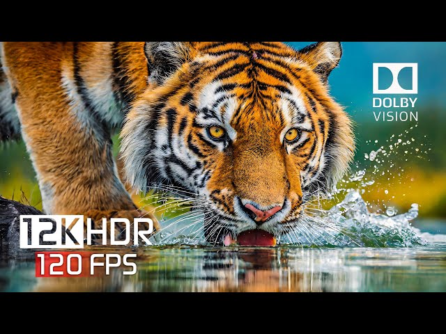 The Charms of Wild Nature 12K HDR 120FPS | Dolby Vision