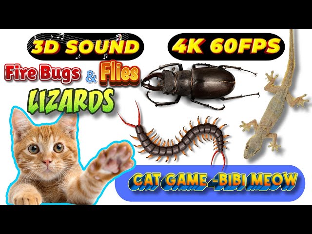 CAT GAMES TOM TV & BiBi | Ultimate Compilation Catching The LIZARDS, Flies, FireBugs🦎11 HOUR🦎Vol 135