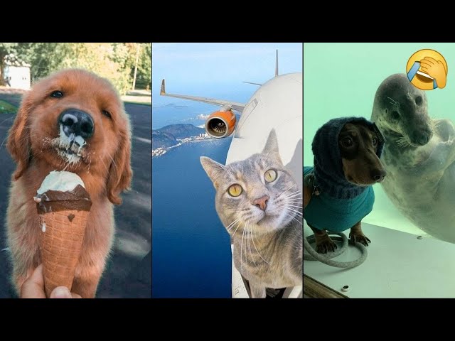 Try Not to Laugh 😂 Funniest CATS😺 and DOGS🐶 Best ANIMAL Videos ❤️ 2025!