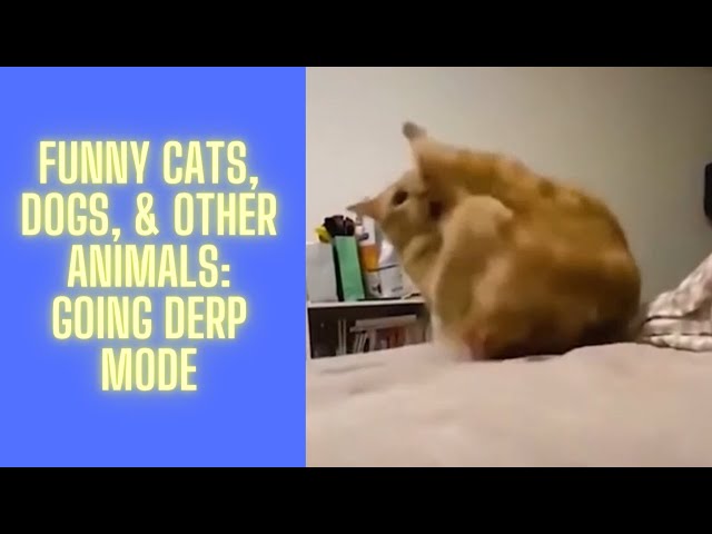 Funny Cats, Dogs, & Other Animals: Going Derp Mode