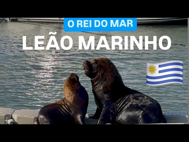 O TEMÍVEL REI DO OCEÂNO ATLÂNTICO- O GRANDE PREDADOR - LEÃO MARINHO