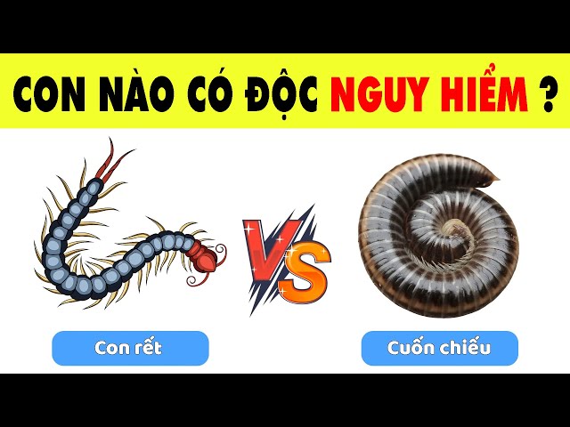 Đại Chiến Các Loài Vật Nguy Hiểm Chỉ Những Nhà Thám Hiểm Thế Giới Động Vật Mới Vượt Qua | Nhanh Trí