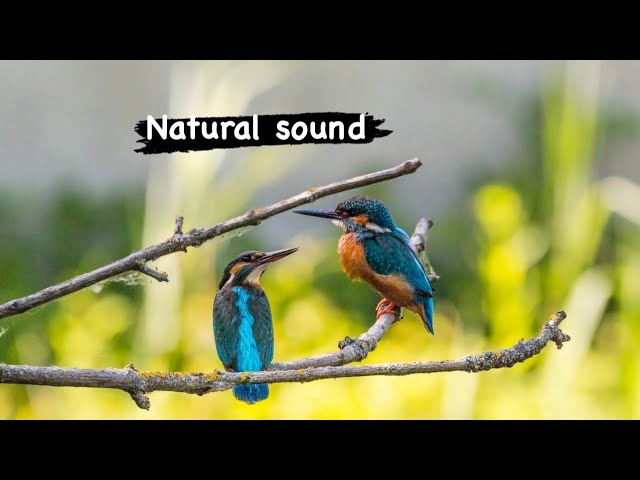 Peaceful Relaxing Instrumental Music | Best Deep Sleep Music For Relaxation | Calm | Guitar & #piano