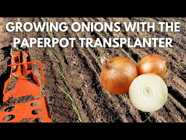 How To Grow Onions with the Paperpot Transplanter