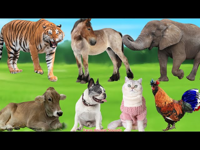 Animal Sounds Collection: Tiger, Horse, Elephant, Cow, Bulldog, Cat, Rooster - Animal Sounds