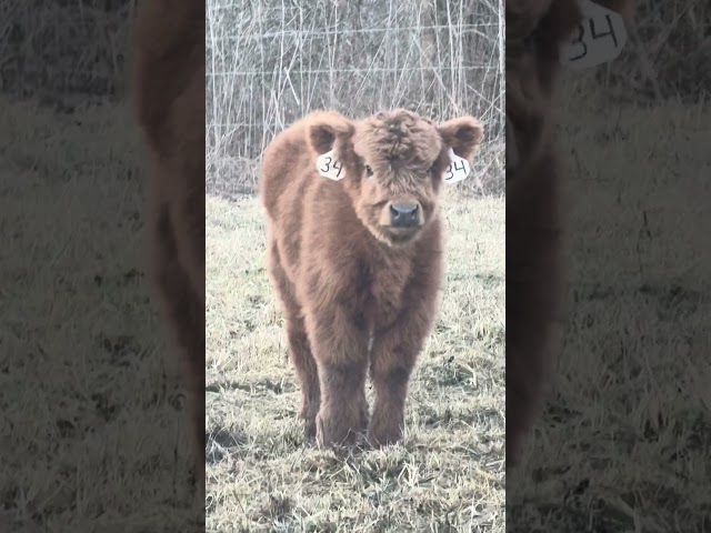 WCC Flora's  Reign, Dun Highland Heifer #cow #highlandcattle #highlandlife #farm #farmanimals #calf