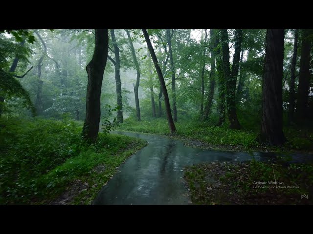 Rain in Garden | Rain Sounds for Sleep