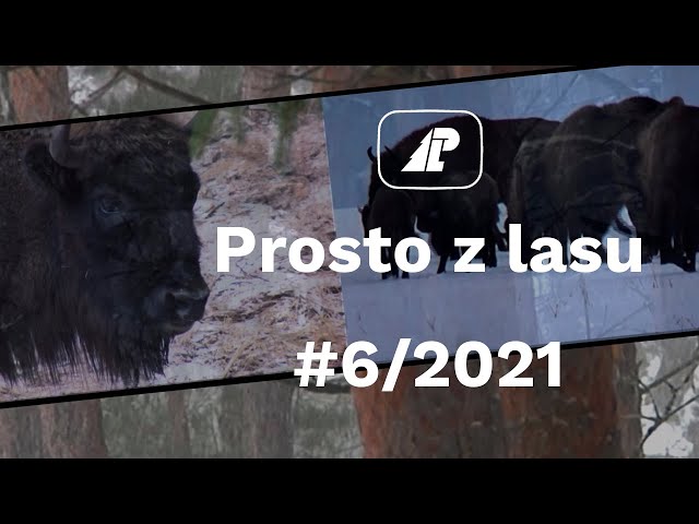 Prosto z lasu |06 2021|