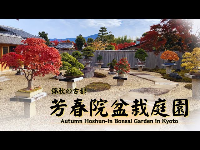 Autumn Hoshun-in Bonsai Garden - Best Seasonal Bonsai in the Ancient Capital in Beautiful Autumn -