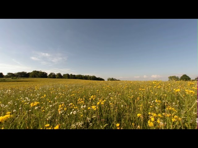 VR180 3D Video Lenovo Mirage Camera Sample: Grassland with Flowers (4K)