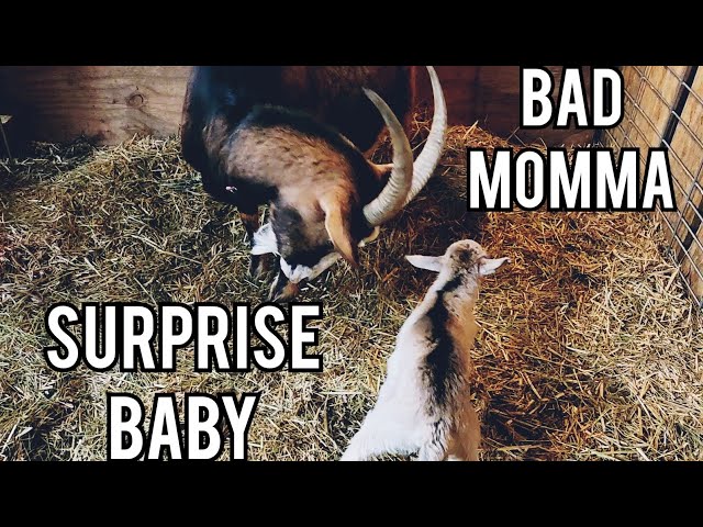 Surprise Baby & BAD Mom. #goats #farming #agriculture #regenerativefarming #Wisconsin #homestead #fy