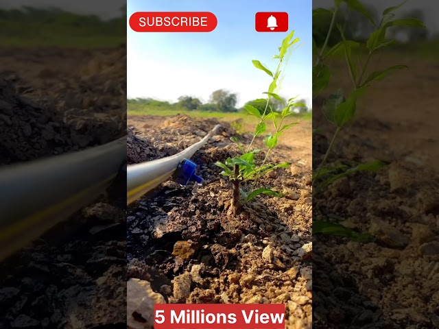 austin farmer |sustainable farming | organic farming | indian farmer | drip irrigation | farming #yt