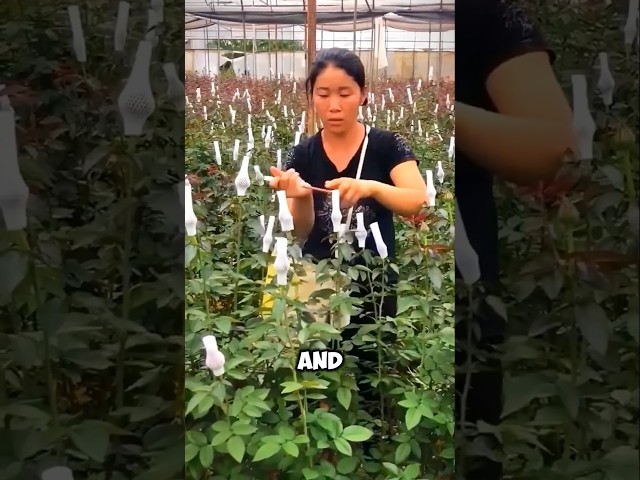 See how Chinese farmers make thousands of dollars from rose farming