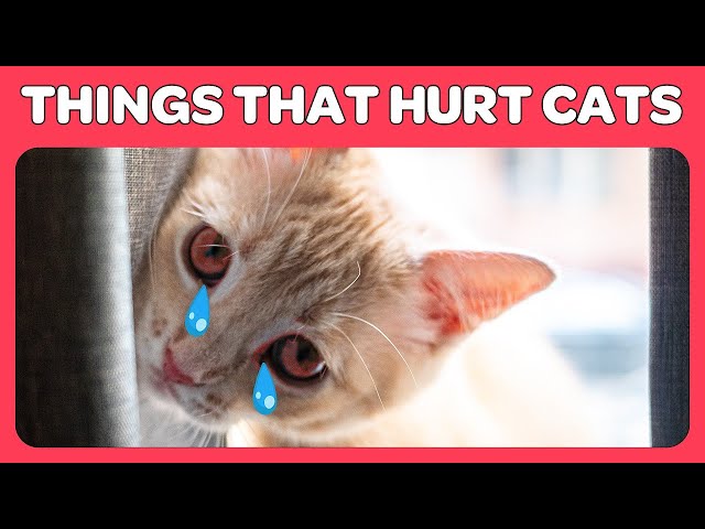 14 Things You Do That Hurt Your Cat You Must Stop Doing!