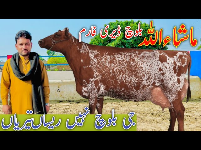 45Kg World Milking Cow Australian Friesian Crass At Jersey Cow For Sale Mashallah Baloch Dariy Farm