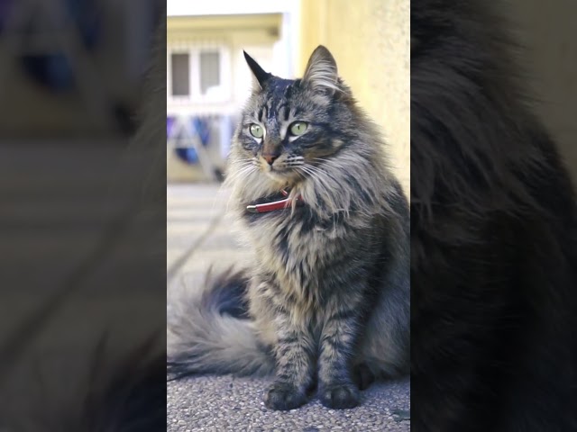 Maine Coon or Siberian???? #cat #cats #catvideos #catlovers #catsvideo