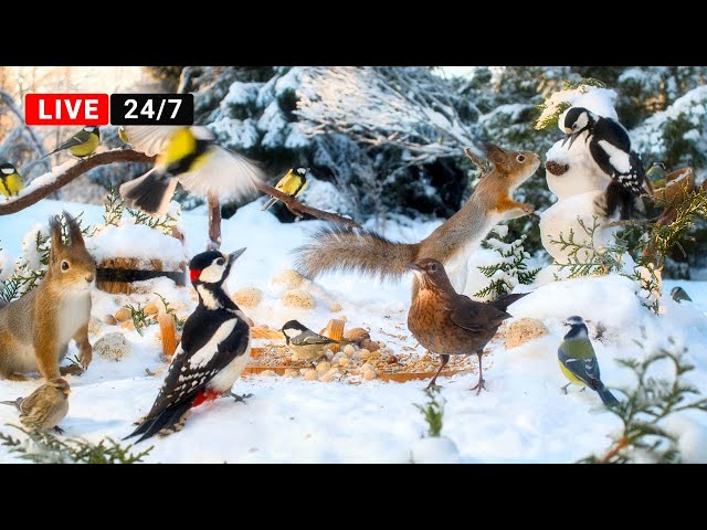 🔴24/7 LIVE CAT TV NO ADS😺 Beautiful Birds, Red Squirrels and Winter Nut Party with Snow Person☃️