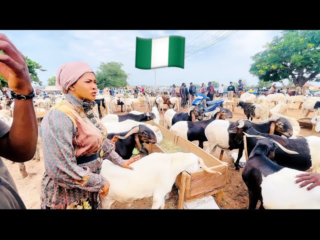 Fear of Missing Out: Where to Find cheap Eid Ram in Keffi Rural Market | cattle bidding