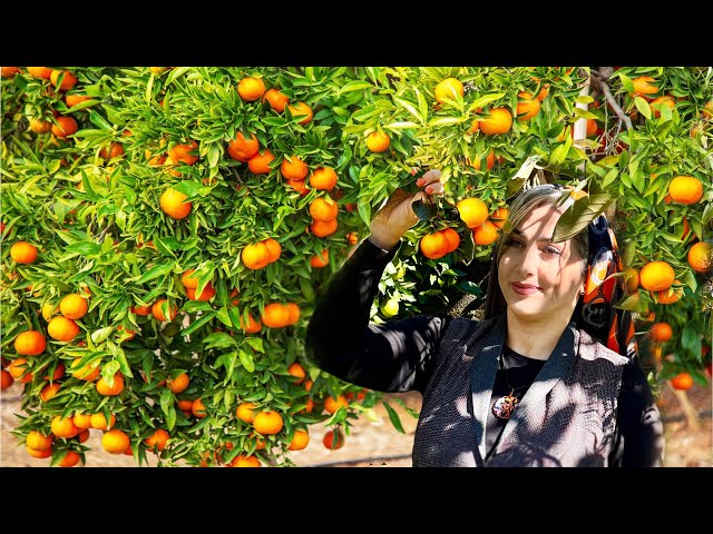 Vlog A beautiful day in the orange garden : Daily life of an Iranian girl in Gilan