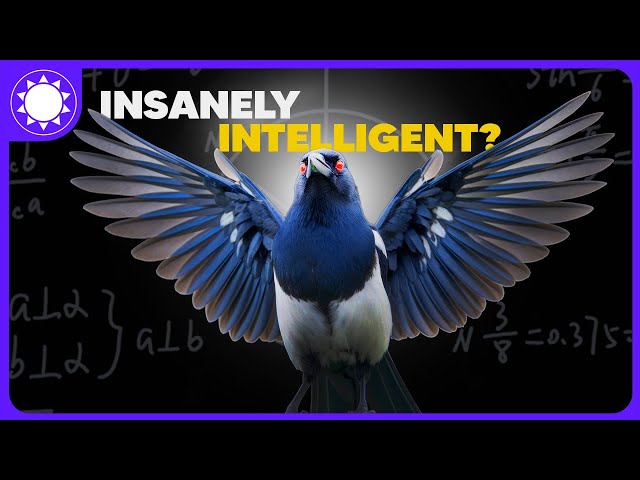 The Insane Biology of: Magpie | Animal Documentary