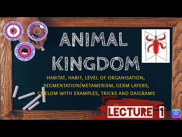 ANIMAL KINGDOM Part -1| Introduction to animal kingdom in detail | Worth +4 | NEET 2022 and 2023